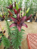 [5652 VZ H07 8654-01 No01.JPG]